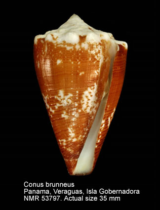 Conus brunneus.jpg - Conus brunneusW.Wood,1828